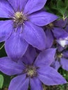 Clematis